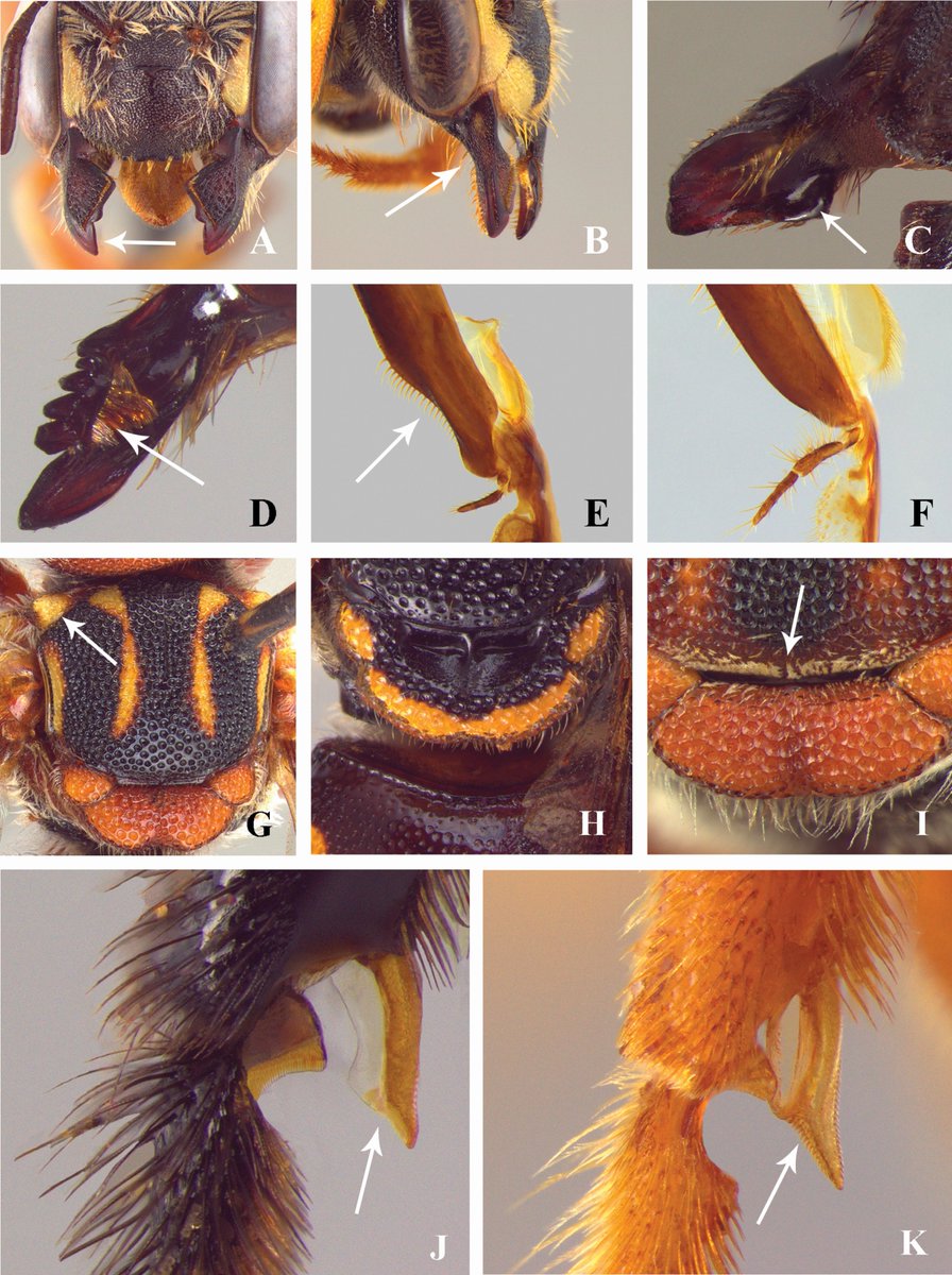 ZoolJLinnSoc's tweet photo. A #phylogenetic study of the Anthidiini #bees ๐ from the Neotropical region shows strong support for the #monophyly of the tribe, and suggests 6 main clades within the #Neotropical group.
In our Jan issue: https://t.co/i0CZJ6IeCl https://t.co/7tkbHqCtIe
