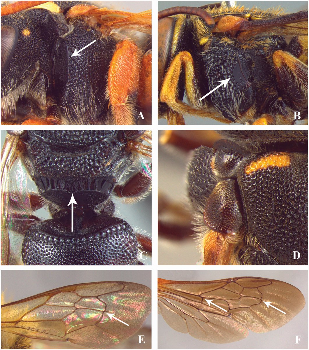 ZoolJLinnSoc's tweet photo. A #phylogenetic study of the Anthidiini #bees ๐ from the Neotropical region shows strong support for the #monophyly of the tribe, and suggests 6 main clades within the #Neotropical group.
In our Jan issue: https://t.co/i0CZJ6IeCl https://t.co/7tkbHqCtIe