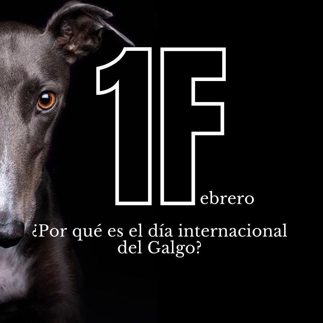 𝟏𝐅, 𝐍𝐀𝐃𝐀 𝐐𝐔𝐄 𝐂𝐄𝐋𝐄𝐁𝐑𝐀𝐑.
🐾Amigos de los galgos en #Chile nos unimos en esta conmemoración del ᴅɪᴀ ɪɴᴛᴇʀɴᴀᴄɪᴏɴᴀʟ ᴅᴇʟ ɢᴀʟɢᴏ🐾
#DiaInternacionalDelGalgo 

#FreeTheGalgo #GalgosLibres #1F #GalgosDeCasaNoDeCaza #NoMasCarrerasDePerros