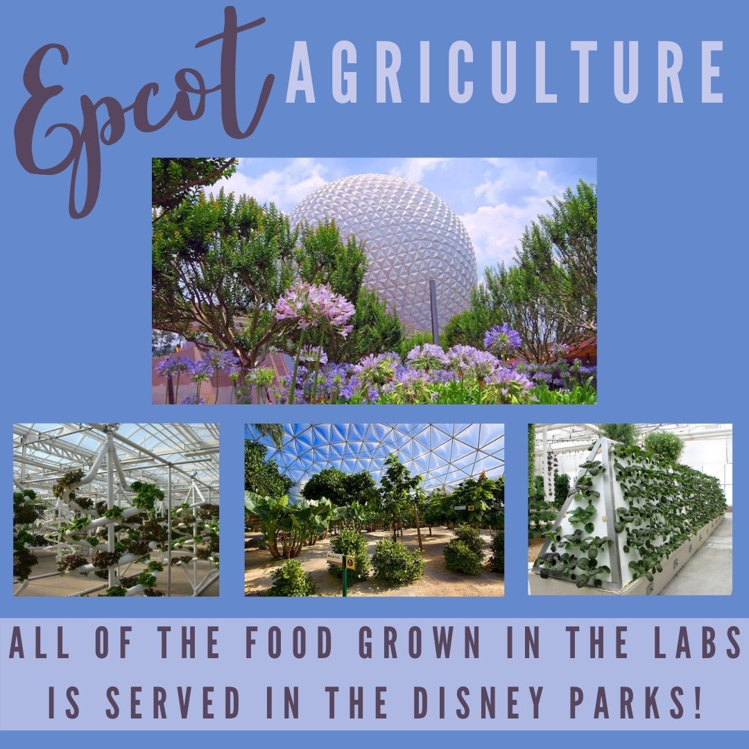 GlassBarn's tweet image. Winter weather brings back thoughts of vacations in warm weather! Disney World is a great place do to that AND learn about agriculture!
Did you know that Epcot conducts experiments within ag technology and produces food that is served in the parks? Purdue ag scientists work here!