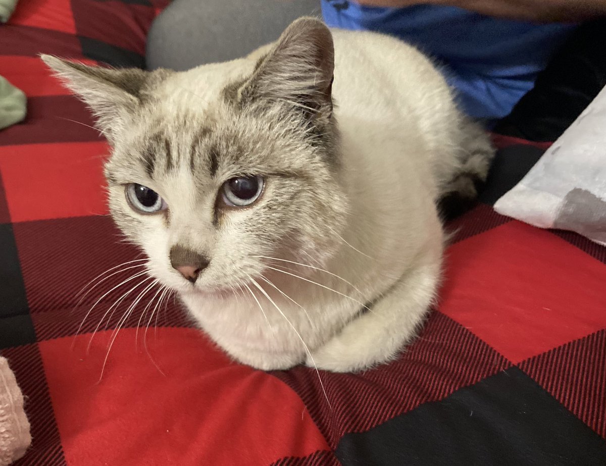 rebecca. tweet media