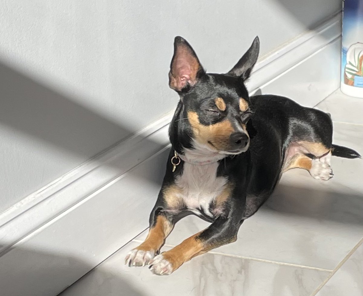 Today my neighbor's chihuahua Biscuit was hit by a speeding car on Auchentoroly and is holding on for life. Another neighbor's pit was killed just over a year ago by a reckless driver. For the lives of people and pets we need complete street around Druid Hill Park. <a href="/BmoreCityDOT/">Baltimore City DOT</a>