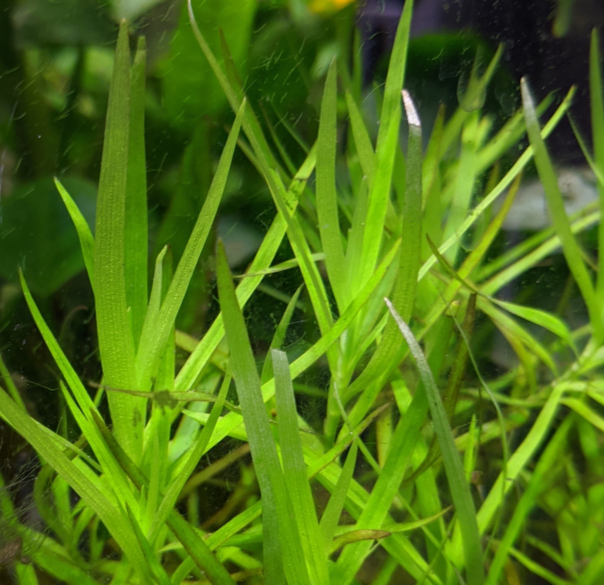 お餅 634 大磯co2なしでもやれば出来るんだよ 水草水槽 水草 大磯砂 Co2無し ヘテランテラ Az便 緑のある暮らし T Co afe7ybdo Twitter