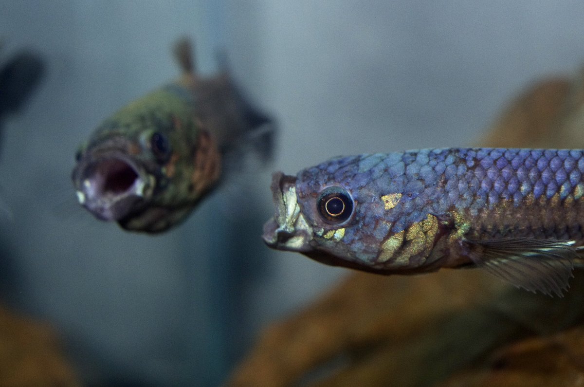 iwatarioto3's tweet photo. この”ししゃも”感よ！
#betta ocellata  
#ベタ オセラータ https://t.co/YwsBHPzfRq