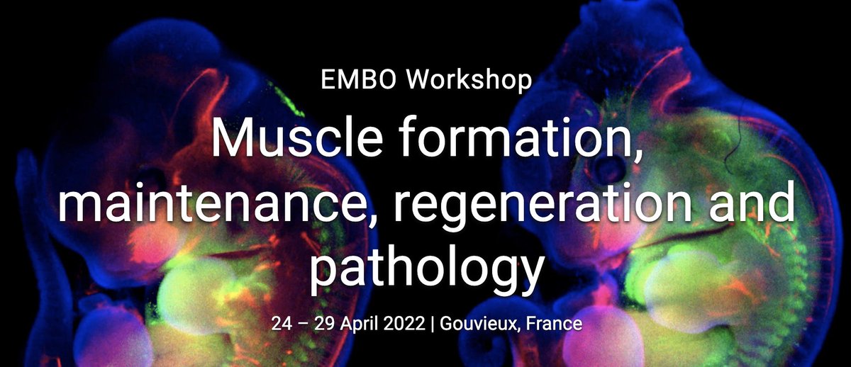 JaglaTeam's tweet photo. #EMBOWorkshop2022
We are happy to announce that together with @RelaixLab we're organizing the EMBO workshop: Muscle formation, maintenance, regeneration and pathology" from 24th to 29th of April 2022 in person! https://t.co/jP5t0QvpR9