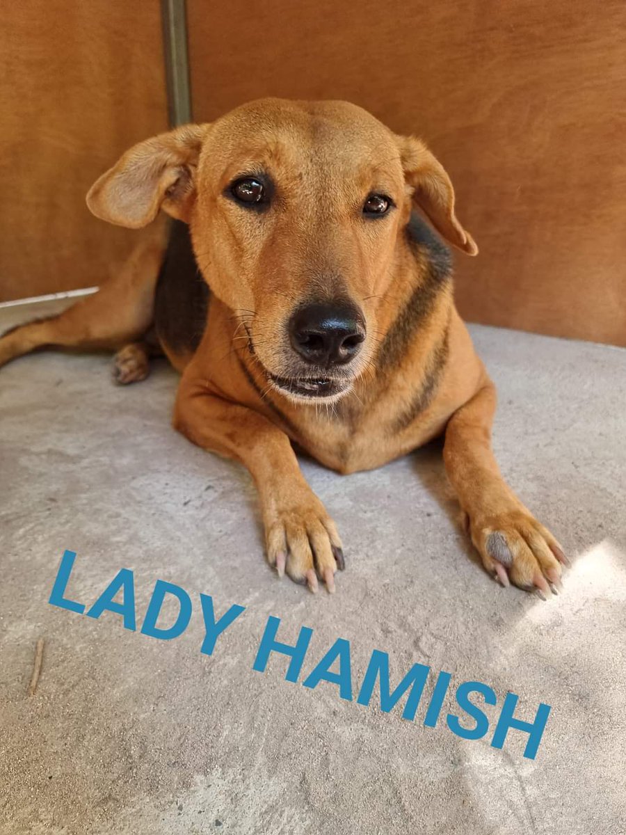 PariahDogSamui's tweet photo. 🔥🎉We are delighted to announce that @ShelterPetsCNFT are now the happy and proud monthly sponsors of 4️⃣ of our 🐶's!

They are sponsoring our 4 siblings Jocky, Billy, Maggie and 1/2 of Lady Hamish's sponsor!💙

Fantastic &amp; amazingly kind support!
Thank you @ShelterPetsCNFT ❤ https://t.co/Pop4yAvral