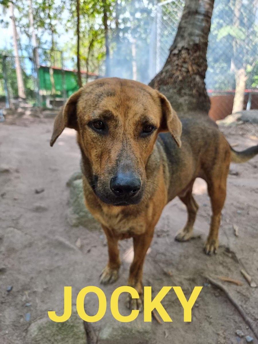 PariahDogSamui's tweet photo. 🔥🎉We are delighted to announce that @ShelterPetsCNFT are now the happy and proud monthly sponsors of 4️⃣ of our 🐶's!

They are sponsoring our 4 siblings Jocky, Billy, Maggie and 1/2 of Lady Hamish's sponsor!💙

Fantastic &amp; amazingly kind support!
Thank you @ShelterPetsCNFT ❤ https://t.co/Pop4yAvral