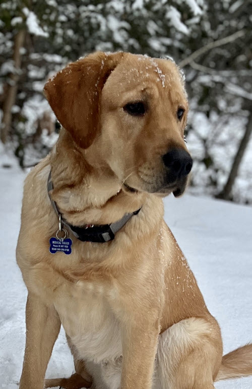ECADServiceDogs's tweet photo. Some #humpday #inspiration from this handsome boy #Happy !  #ECADServiceDogs #ServiceDoginTraining #snowdoggo #ServiceDogsofwinter🦮🐾☃️ https://t.co/fShK0rnCJZ