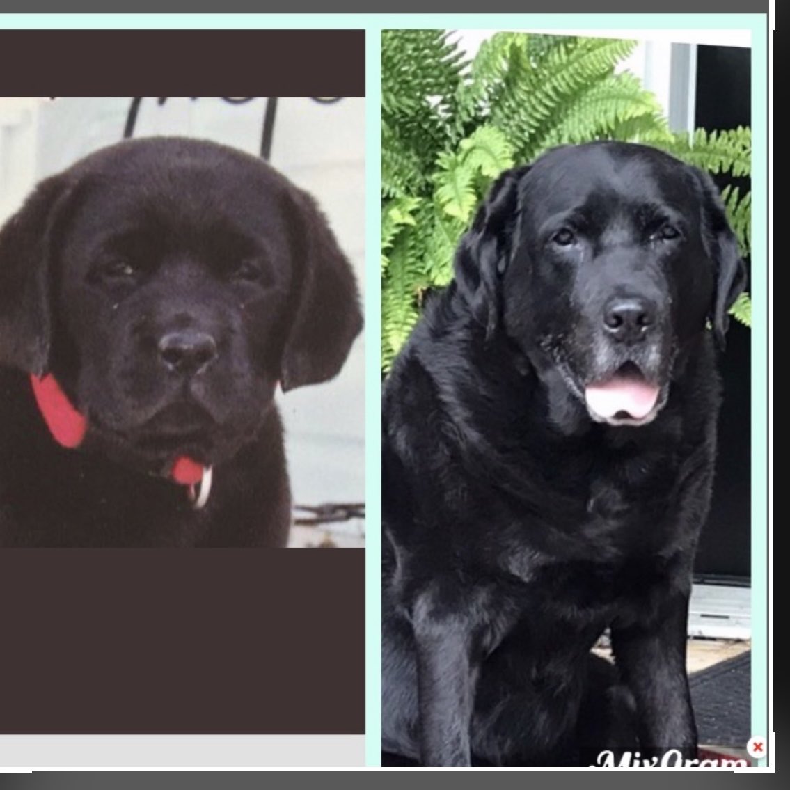 Lisa Mcilmoyle 🇨🇦 tweet media