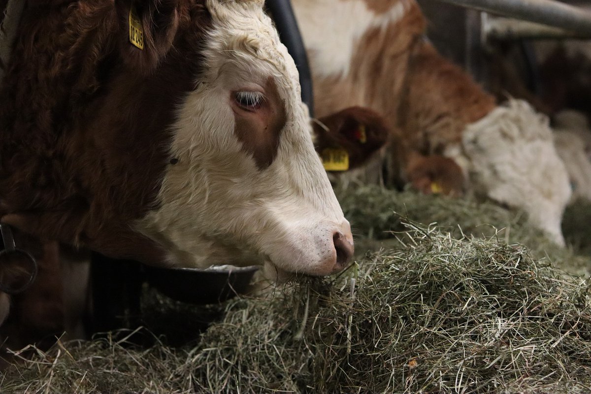 GeaAgronet's tweet photo. 🐄U zimskom periodu u ishrani krava osnovno kabasto hranivo je silaža od kompletne kukuruzne biljke. Lucerkino seno često služi kao dopuna kabastoj hrani. 
https://t.co/s01OqPkG7H https://t.co/lVjI4KrCzp