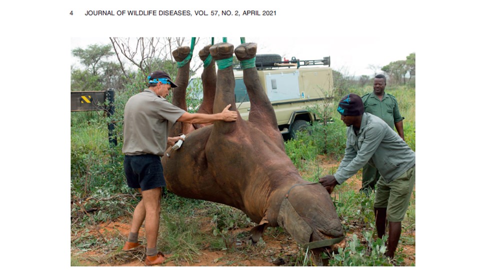 CornellCSCU's tweet photo. CSCU Assisted Publication: The Pulmonary and Metabolic Effects of Suspension by the Feet Compared With Lateral Recumbency in Immobilized Black Rhinoceroses Captured by Aerial Darting https://t.co/ZWFc4nXUTT @cornellvet @CornellResearch @CornellRsrch #CSCUassists https://t.co/Mi5RkkY617