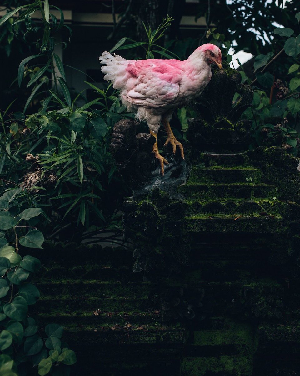 joshuacogan's tweet photo. Pink Chicken on a Temple Wall..and the transcendent absurdity of all that is.. https://t.co/K3bClAbl7L