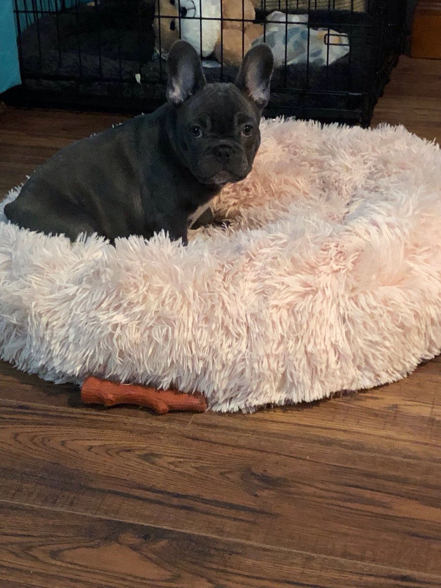 HanstromLisa's tweet image. Sadie doubled her weight in one month and is now a whopping 10.2 pounds (5.1 per ear as our son says) 🤣