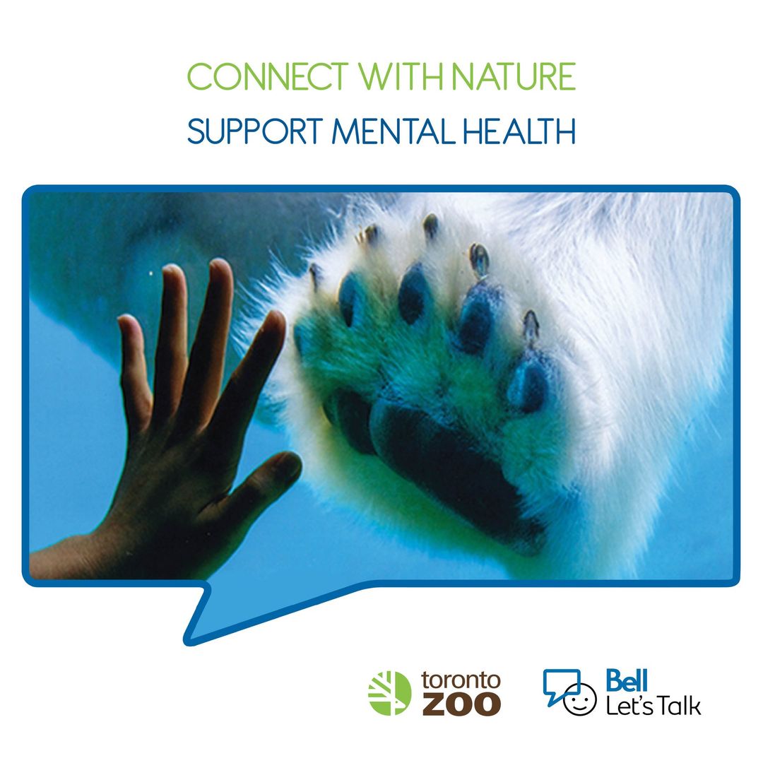 TheTorontoZoo's tweet image. Getting outdoors and connecting with nature is a great activity for mental health and well-being. You are always a part of our family at #YourTorontoZoo and we look forward to welcome you back soon 💚 #BellLetsTalk