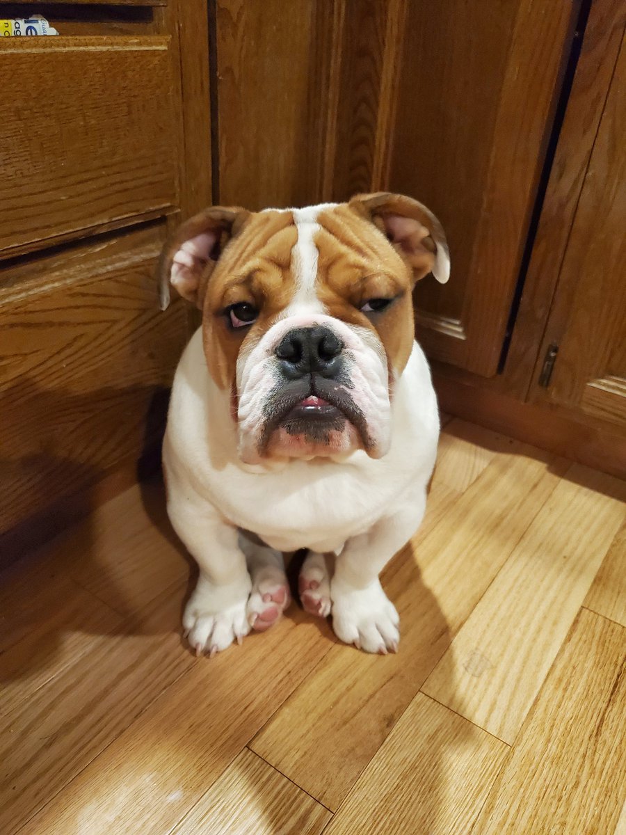n4rwh4ls's tweet photo. I just wanted a picture of the way his paws look when he sits, but he wanted to give me the side eye π
#PercyPea #PercivalTheBulldog #englishbulldog #dogsoftwitter https://t.co/cNyNIffvtF