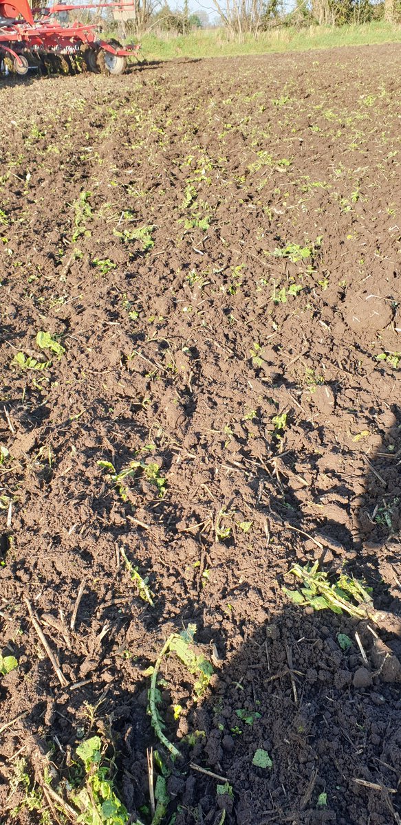 darscleary's tweet photo. Spring drilling for 22 finished. Never saw land as dry in Dec and Jan before. Hexham spring wheat going in at 215kg/ha after a double break crop with crop residues chopped and incorporated, cover crop drilled in early Sep and gw compost applied yesterday. https://t.co/NY58GTs1RZ