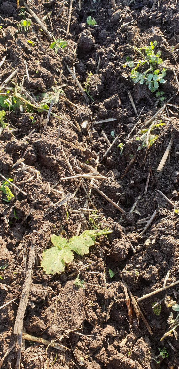 darscleary's tweet photo. Spring drilling for 22 finished. Never saw land as dry in Dec and Jan before. Hexham spring wheat going in at 215kg/ha after a double break crop with crop residues chopped and incorporated, cover crop drilled in early Sep and gw compost applied yesterday. https://t.co/NY58GTs1RZ