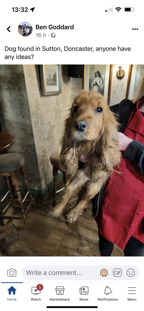 BaileySprocker's tweet photo. #foundSpaniel #CockerSpaniel #Sutton #Doncaster #DN6 please share - contact via original post on Facebook #goldenCocker https://t.co/VrAbdcuDni