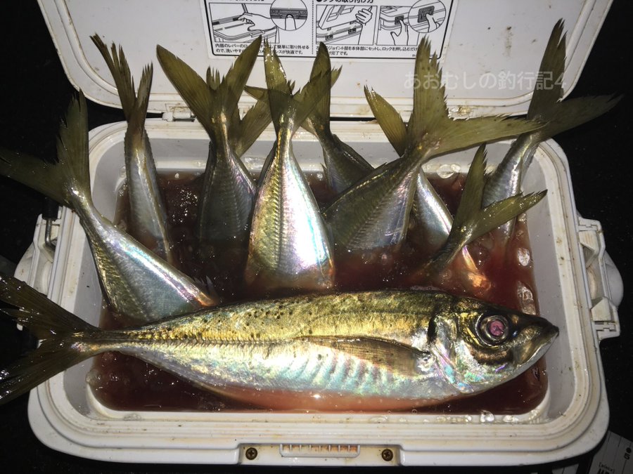 アジの締め方 血抜きと氷締めの方法 動画あり あおむしの釣行記４