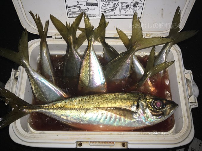 アジの締め方 血抜きと氷締めの方法 動画あり あおむしの釣行記４