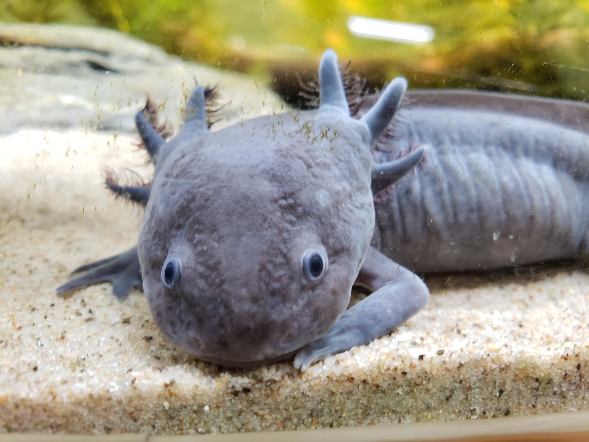 つぐみ 生き物アカウント Orjqms5zooa9hff Twitter