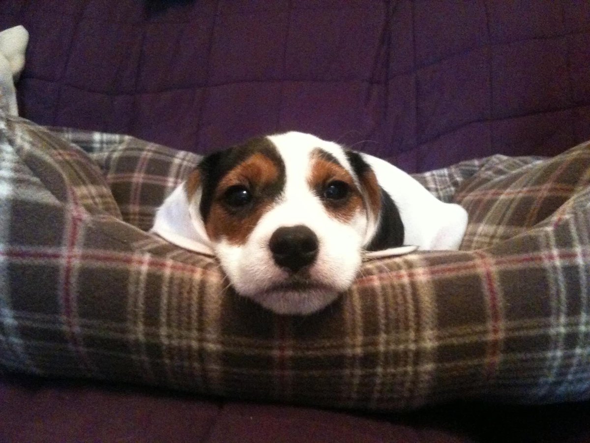 LisaLisaw1's tweet photo. Where are you Chester π #MissingSevenYears π #HelpFindChester #MissingDog 24.01.15 #StrattonWoods #Swindon #Wiltshire #scanme #CheckThatChip #longtermmissing πππππππ This is where Chester should beβ¦ https://t.co/h1ylkwCKqu