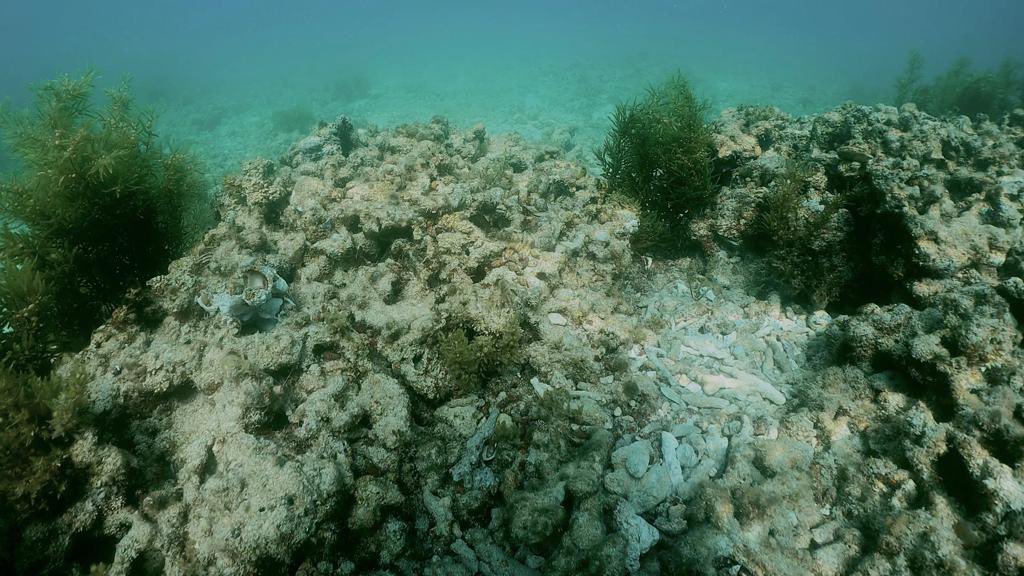 MarEA_project's tweet photo. Day 4 of #underwater #archaeological survey in #Bahrain. We’ve explored areas with potential submerged springs&amp;reefs known for #pearldiving. Came across dead coral reefs..a possible effect of #climatechange @R_OrtizV @Crystalsafadi joined by @Wizard_Politics from @MSDSMarine https://t.co/imgn4Iadhj