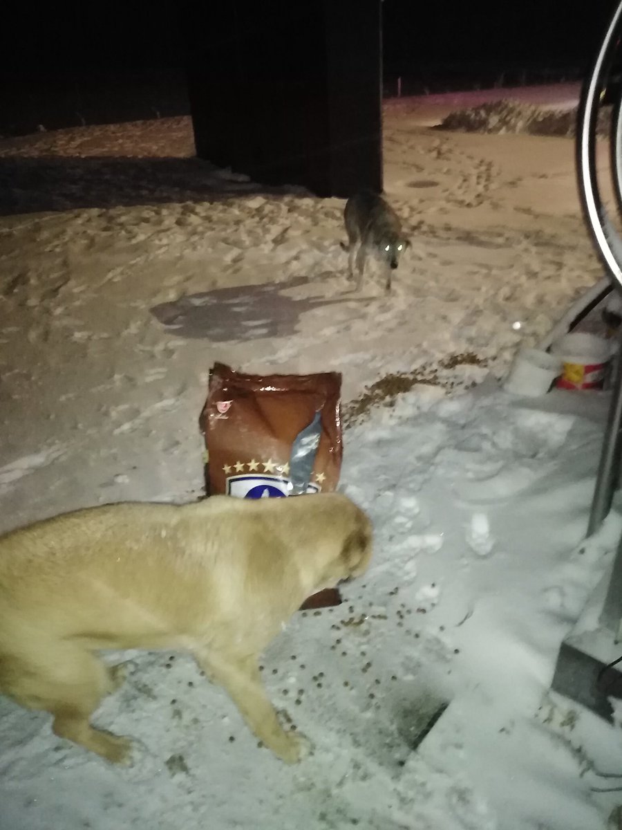 Kurttan köpekten kimseye zarar gelmez insandan geldiği kadar beslemeye yürekten sevmeye devam... ❤️🐺 Yavru misafir bütün mamaları bitirmiş açlıktan çok yaşayın bütün doğa sizin #kütahya #OSB #köpek #kurt