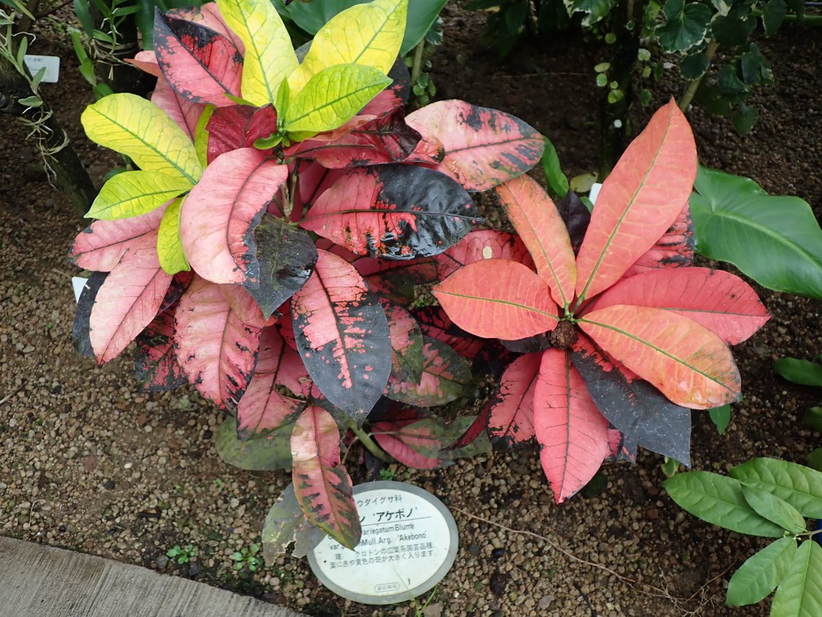 arborist_saku's tweet photo. クロトン'アケボノ'
クロトン(ヘンヨウボク)の園芸品種。
黄色、紅、黒の斑が入る特徴的な葉。
葉は鮮やかすぎて遠くからでもめっちゃ目立つ。笑
一度現地で原種を見てみたいなぁ。

#樹木 #樹木医 #treedoctor #plants #植物日記 #gardening #Codiaeum #ヘンヨウボク #クロトン #新宿御苑 https://t.co/5dNYJ0MoCy