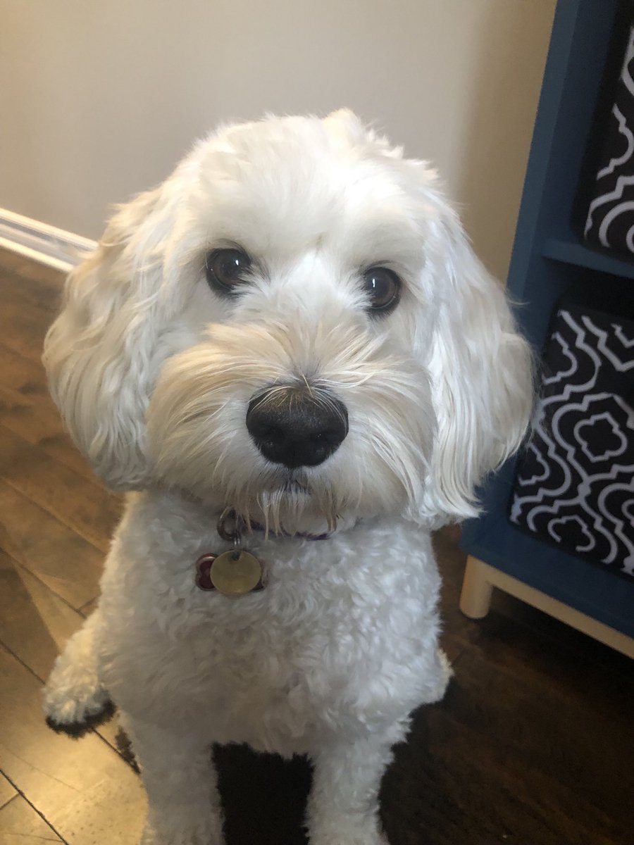 zomazicmorgan's tweet photo. Pet Photo Challenge in support of Bell Let’s Talk Day ⁦@MotherTeresaHS⁩ #BellLetsTalk https://t.co/WloEZpm4Ph