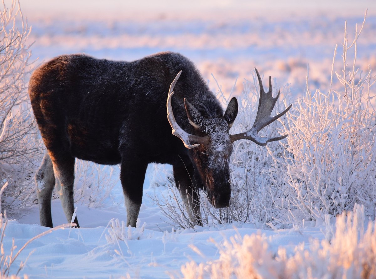 In the winter, moose mostly eat woody plants but they’ll also scrape snow with their hooves to search for food. You may even see them along roadsides searching for salt! Photo by Tom Koerner/USFWS.