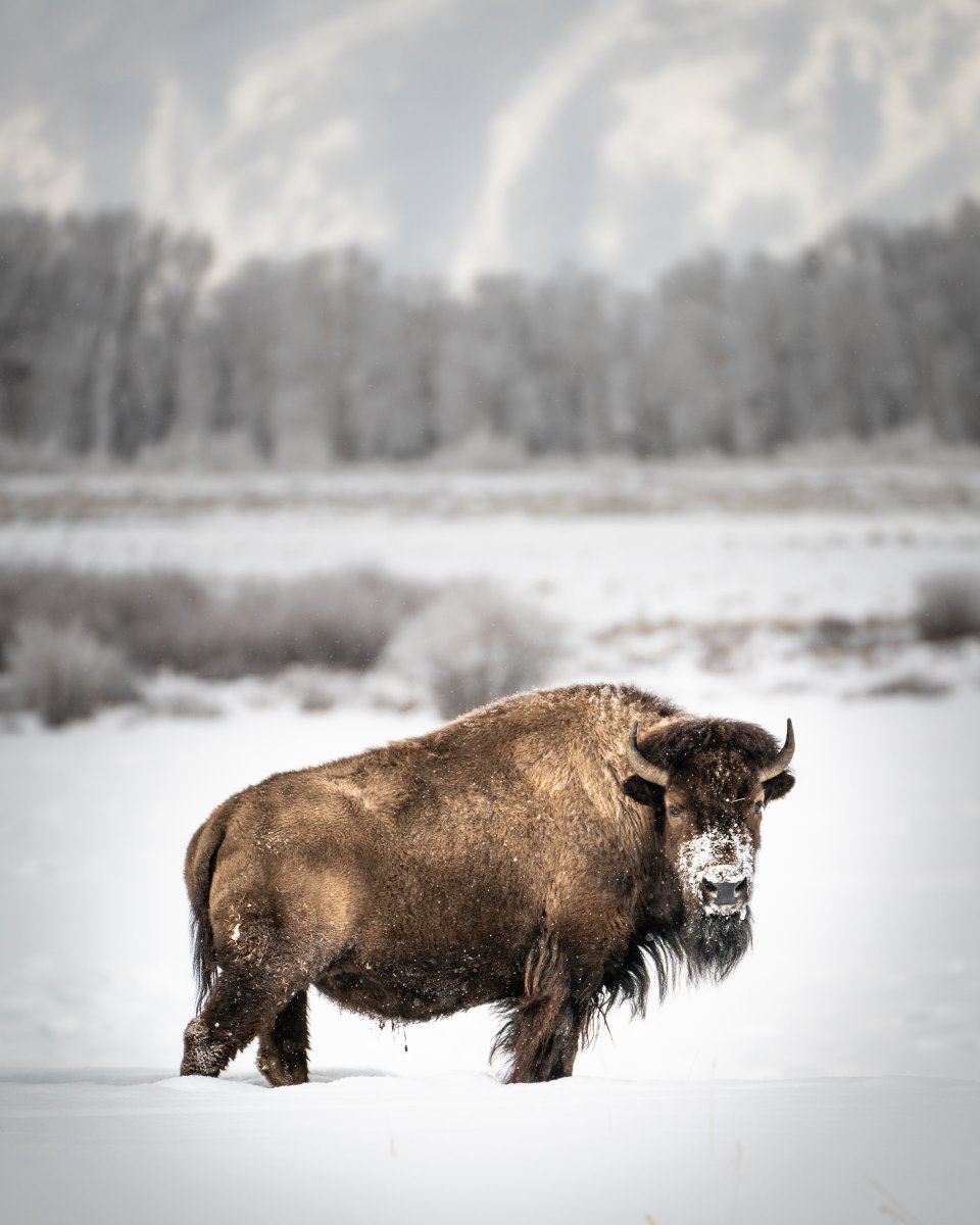 WyomingBeef's tweet photo. Time for #WyomingWednesday! The state mammal of Wyoming is the American Bison, with over 5,000 of them grazing the state. https://t.co/WIsqfoQANI