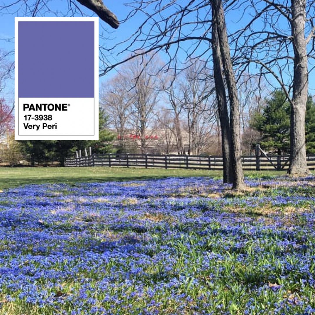 GOREPLACE's tweet photo. #DidYouKnow Pantone announced its new color of the year: Very Peri! We think it matches our Siberian Squill, which blooms on our grounds during the spring. What other colors can you spot around our Estate?
#COY2022 #ColorOfTheYear2022 #Pantone https://t.co/Kt2qsCKQDl