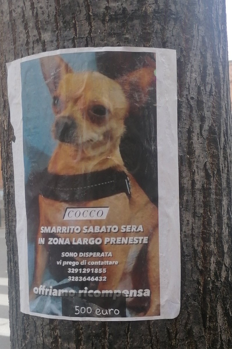 wirr0rs's tweet photo. cocco è stato smarrito in zona largo preneste a Roma! sarebbe davvero d'aiuto se retwittaste! https://t.co/zOLjUPOJye