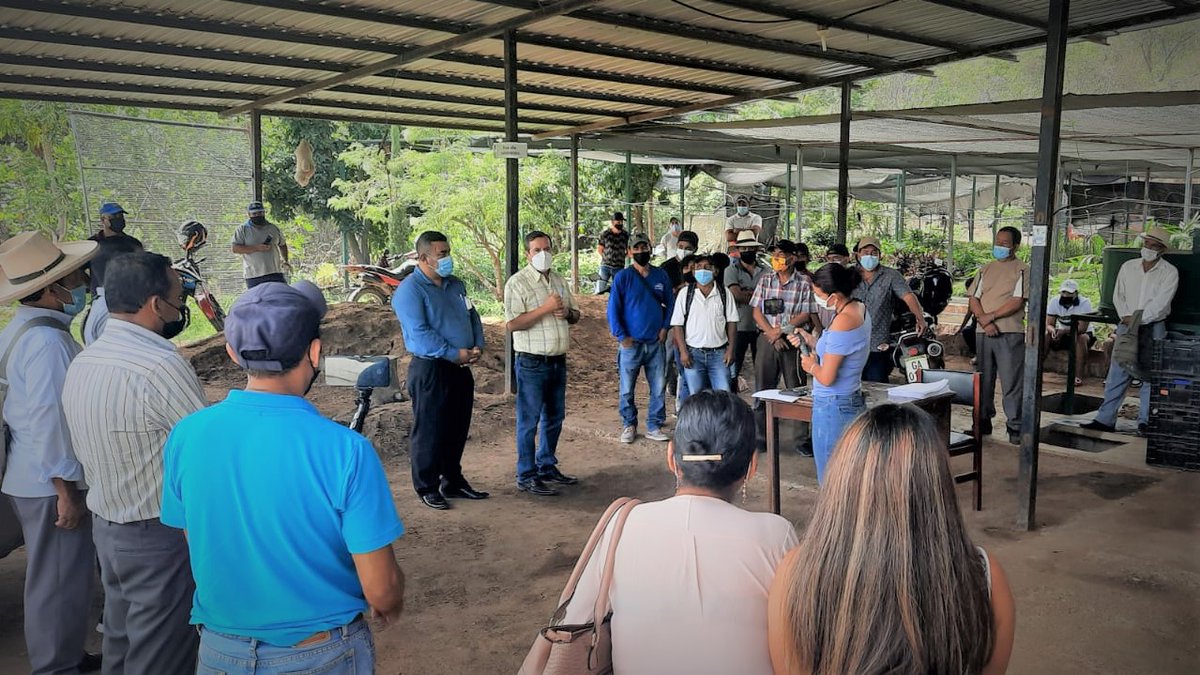 🌿☕  ¡Fortalecemos los cafetales lojanos!
📌 #MACARÁ   
En coordinación con @GADMACARA y para apoyar la renovación y fortalecimiento de los cafetales, realizamos la entrega de: 
🌿 24.600 Plantas de café de especialidad; #TypicaMejorada y #BourbonSidra 
👥 53 Beneficiarios.✔