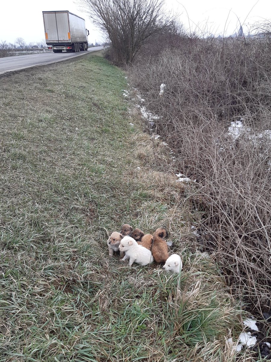 A ljudi su stvarno vnago🤬🤬🤬🤬
Ako neko želi štene da udomi svi su kod mene , do NS-a ću doneti. 
Molim RT 🙏