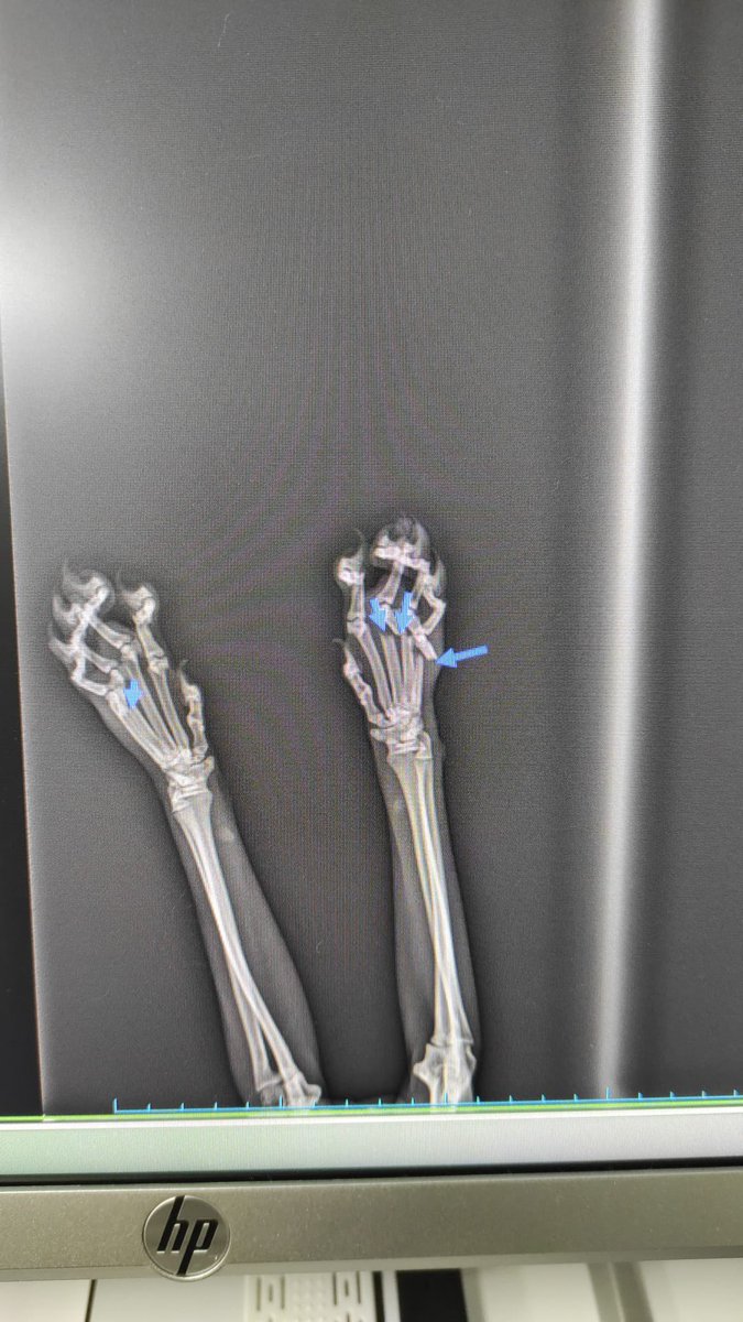 Lütfen paylaşalım az çok demeden yardım edelim sayılı günleri kaldı agrı kesicilerle yaşıyor 😢 #sokakhayvanlari #sahipsizlerinsahibiyiz #sokaktakicanlarıunutma #paylasimdestegi