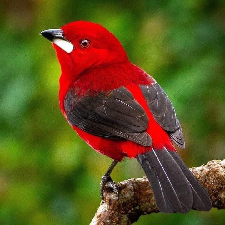 #wildlifephotography #bird #nature https://t.co/pY3yReOZzM