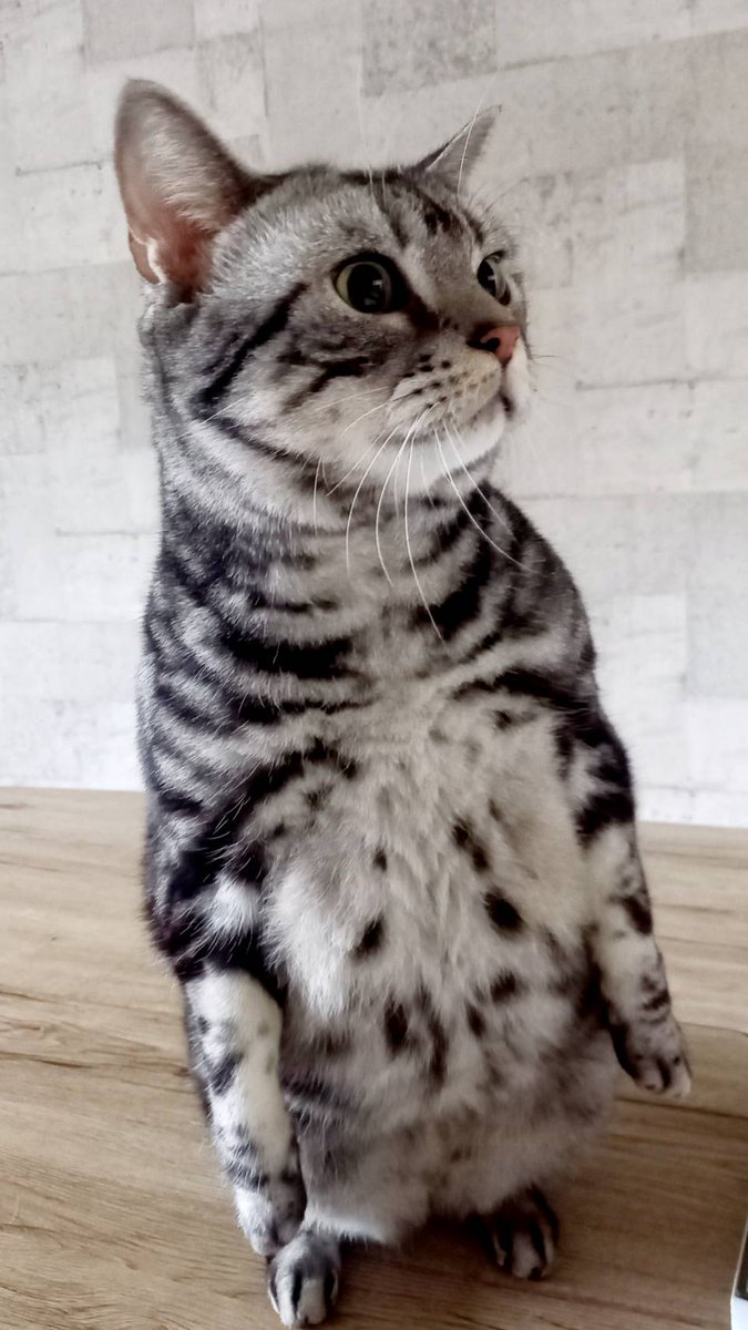人の言葉が分かるとは思えなかった猫さんが家族の会話を聞いた後にとった行動にほっこり ちゃんと分かってるw Togetter 人の言葉が分かるとは思えなかった猫さんが家族の会話を聞いた後にとった行動にほっこり ちゃんと分かってるw Togetter