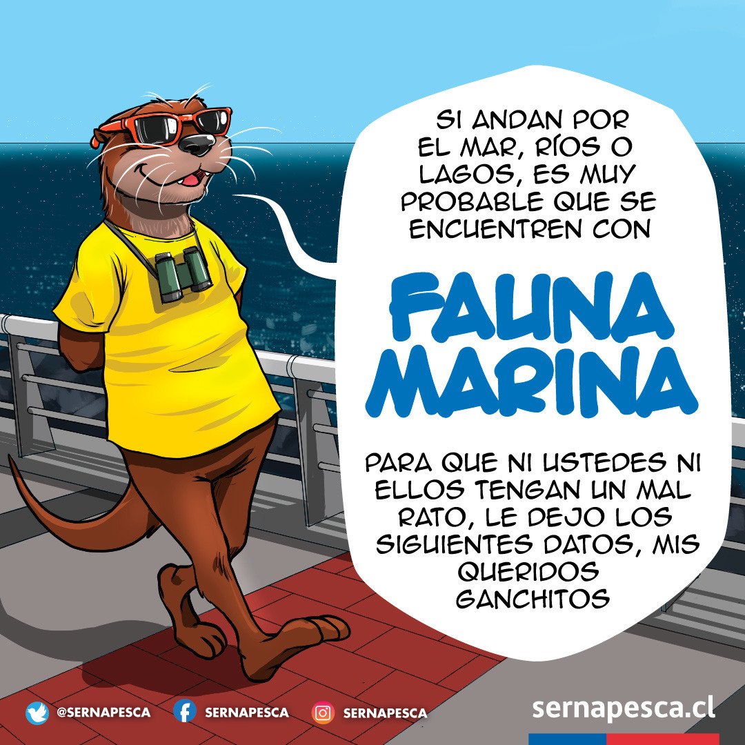 En el #DíadelaEducaciónAmbiental queremos hacer un llamado a nuestros amiguitos a que protejamos juntos a nuestra fauna marina. Durante el año, y sobre todo en este tiempo de vacaciones, podemos encontrar algún ejemplar en la costa, ¿Qué hacer? Aquí la respuesta. Dale RT
