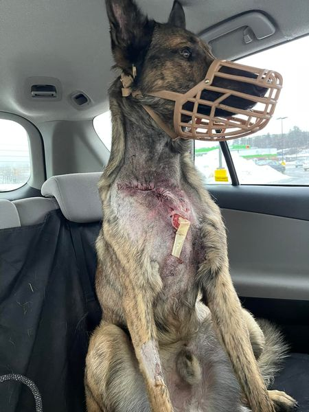 Does anyone know this guy and his dog? His dog attacked Gus and then he gave fake info to the woman! Happened at Shubie dog park. The graphic photo is Gus, after the vet this wasn't the only wound :(  They are trying to find him! <a href="/HFX_Lauren/">Lauren Mills</a> <a href="/katynotie/">Katy Jean</a> <a href="/sassypants81/">Melissa</a> @sack_vegas