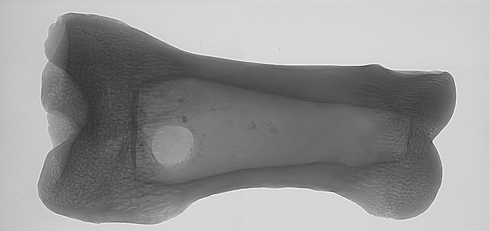 ICON Ethnography tweet media