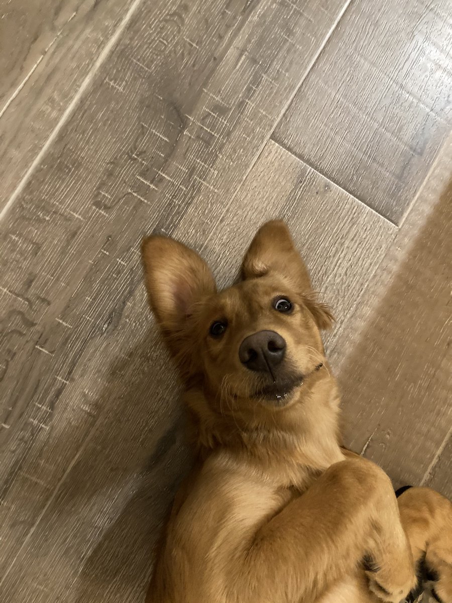 It’s <a href="/Bell_LetsTalk/">Bell Let's Talk</a> talk day! That means raising awareness and money while breaking the stigma that is around mental health. I’m also including Lexi, everyone loves doggos! #BellLetsTalk