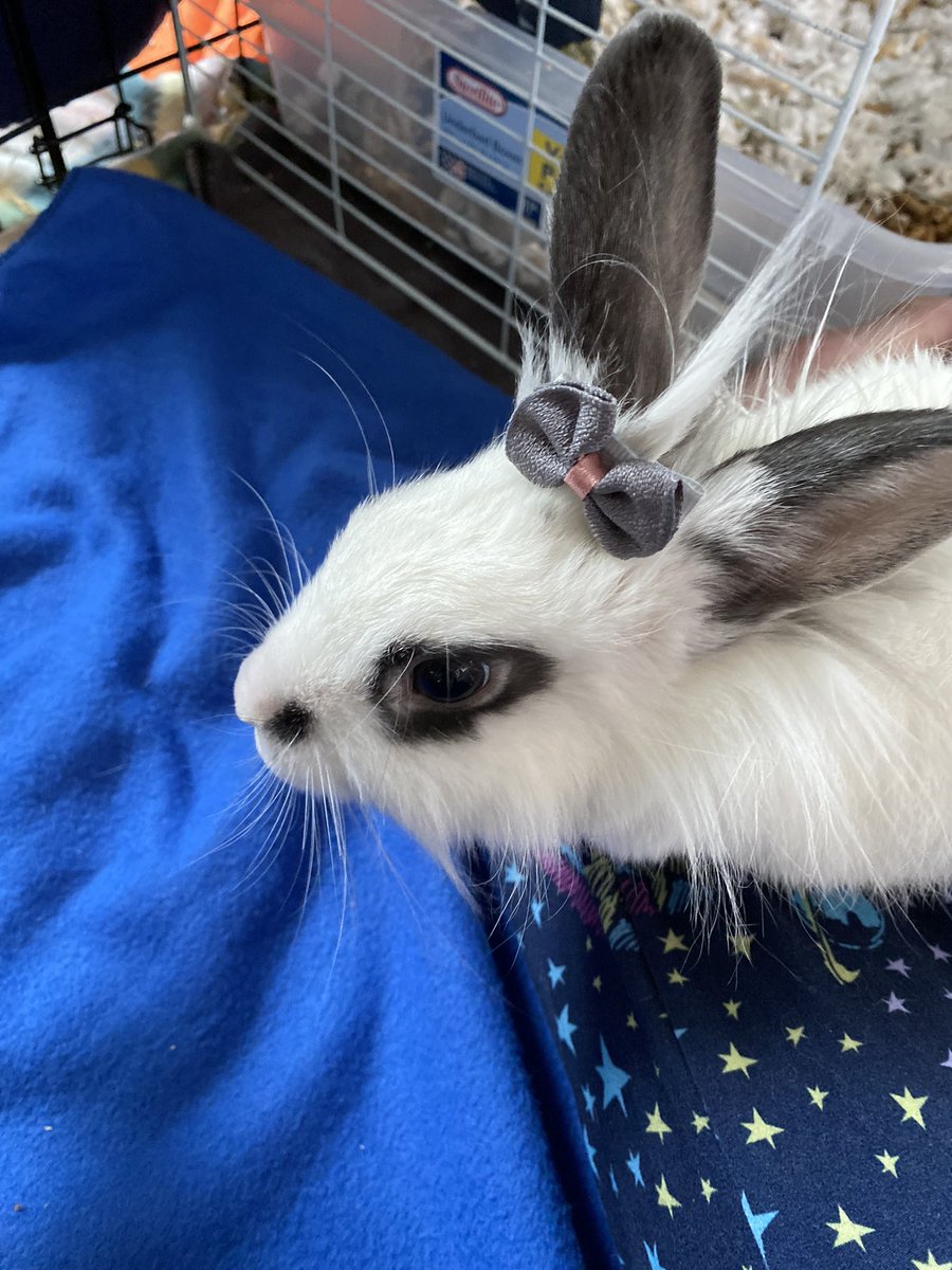 ChaosJenkins's tweet photo. This bday I’m asking for something a bit different. I’ve recently adopted two rabbits who’s lives were shit. I’ve created a list of items that will be helpful. Let’s show these buns what love is! #AdoptDontShop #animals #cute #bunny #StreamerCommunity https://t.co/aSQrsLbBNQ