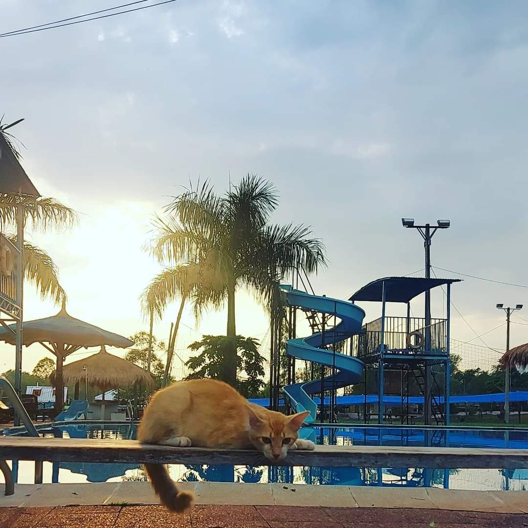 Por más mimos que le den, extraña a su familia. Creemos que son de Pedro Juan Caballero, quedó por el Balneario Barparaiso Deportivo de la ciudad de Piribebuy en una de esas visitas de noviembre. Tenemos la esperanza que retornará con sus dueños si nos ayudan a encontrarlos 🙏🏻