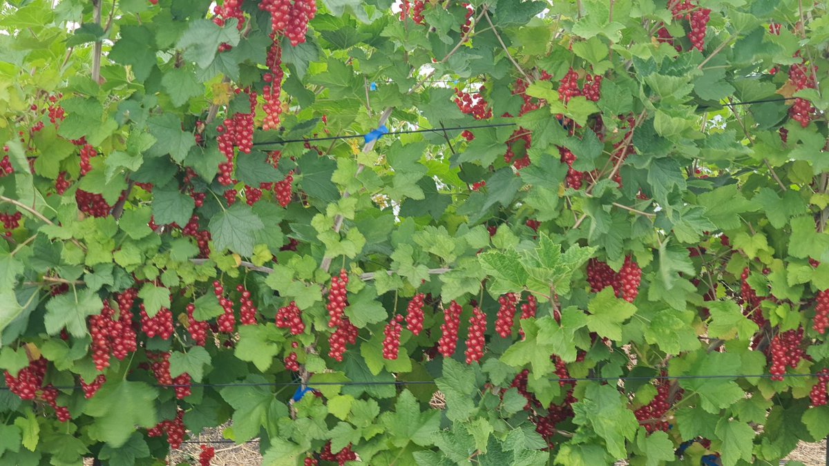 Temporada de berries en <a href="/Inia_Kampenaike/">@IniaKampenaike</a>