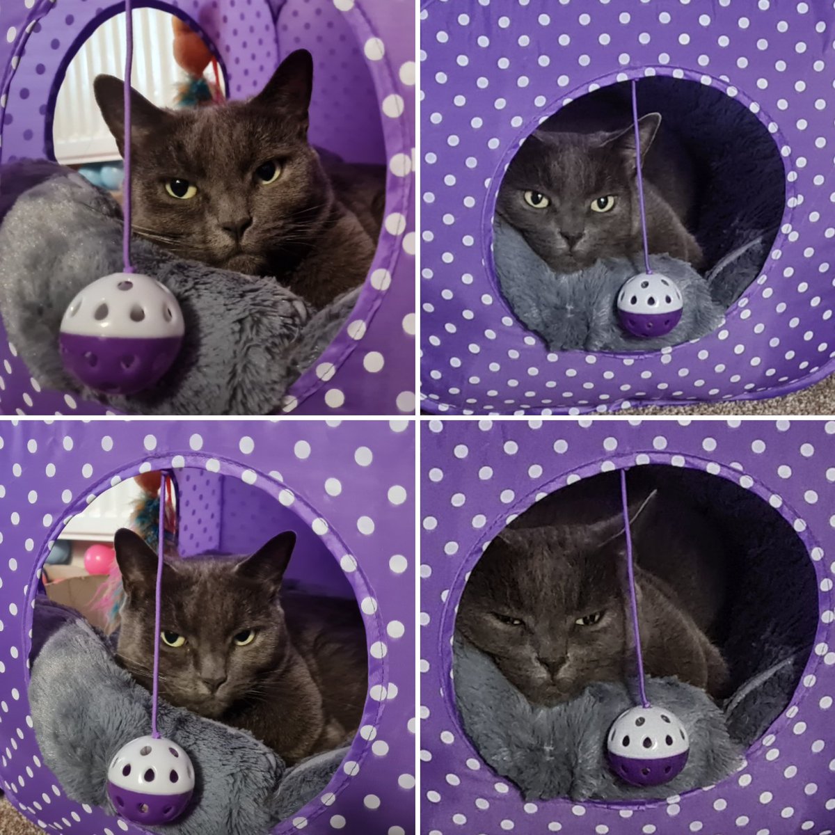 Boba_Catt's tweet photo. Sleepy Bob in her cube.
#catcube #sleepycat #catblanket #CatsOfTwitter #polkadots #catsrule #lovecats https://t.co/PXRq2xtLco