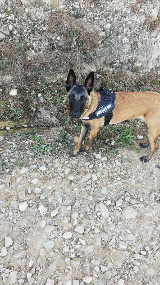 Perro pasea a perro