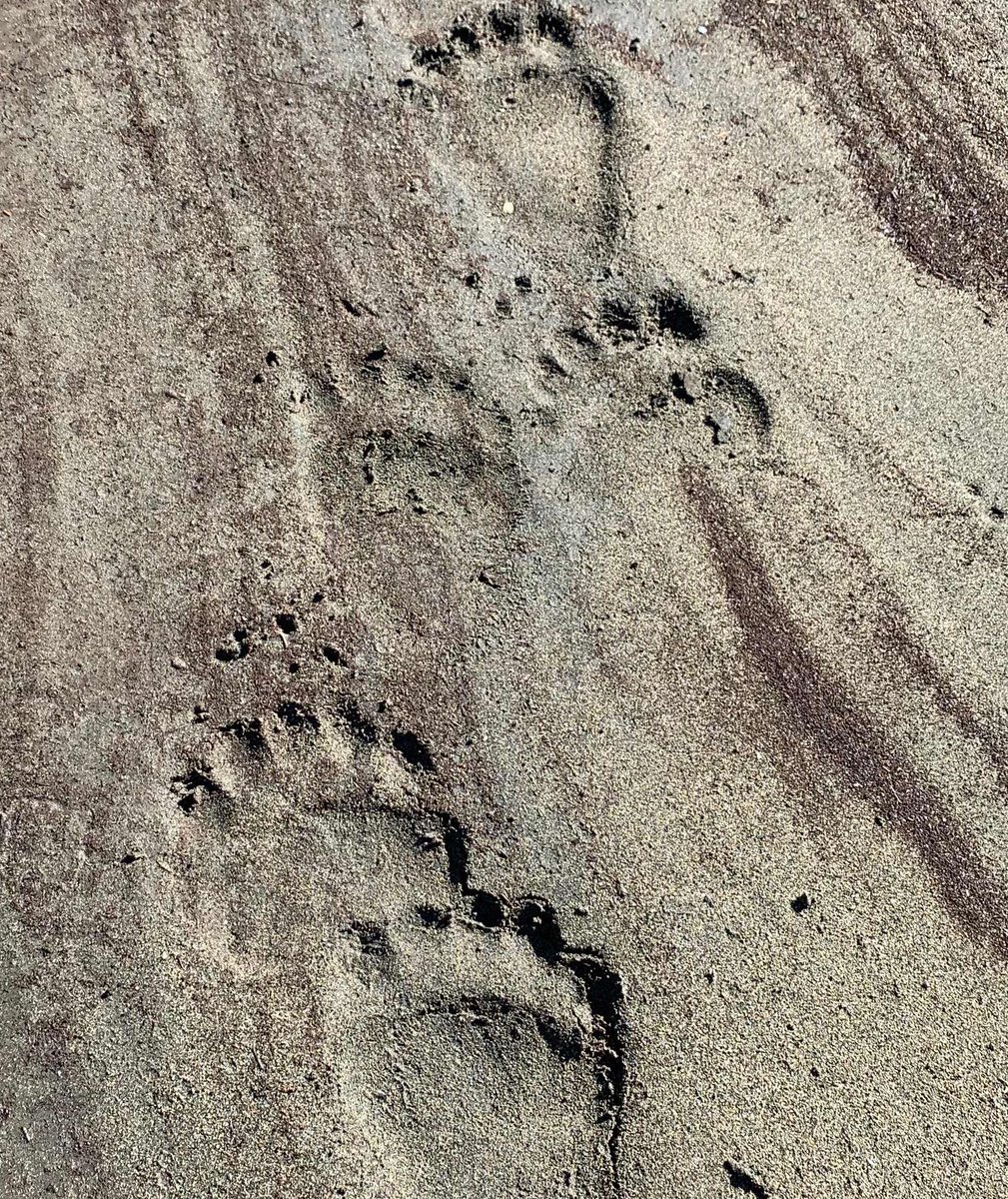 Wildlife Wednesday with Bear prints in the sand.