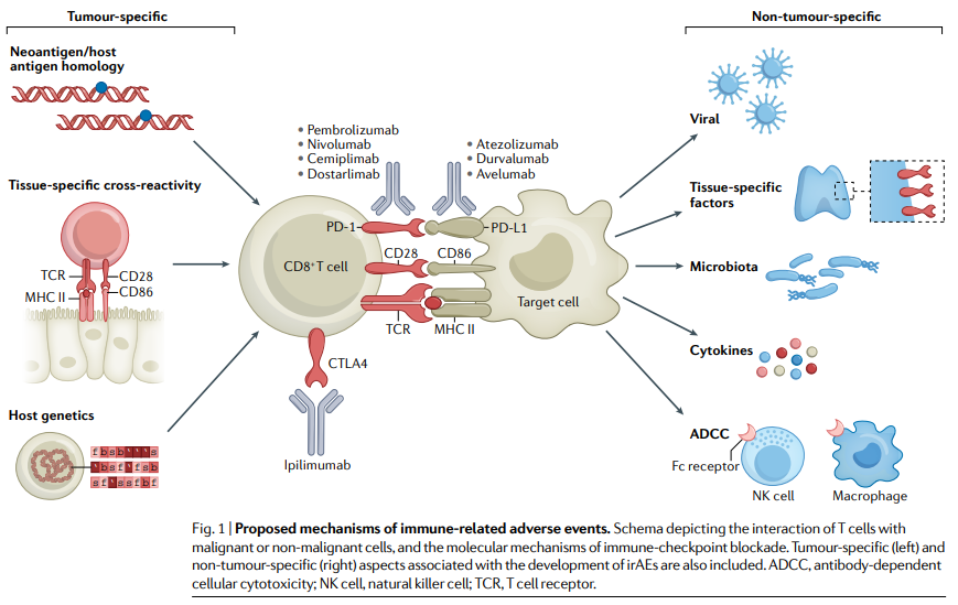 NatRevClinOncol's tweet photo. New Review by Douglas Johnson, Caroline Nebhan, Javid Moslehi (@CardioOncology) &amp; Justin Balko now live online: 'Immune-checkpoint inhibitors: long-term implications of toxicity' 
https://t.co/7ymExYiqEY #ImmunoOnc #medonc https://t.co/m6m92mZwOZ